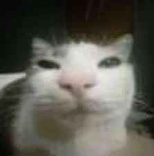 You are a cat
